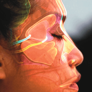 Illustration showing human facial profile with highlighted sinus cavities, representing nasal cleansing and sinus health benefits of Jala Neti.