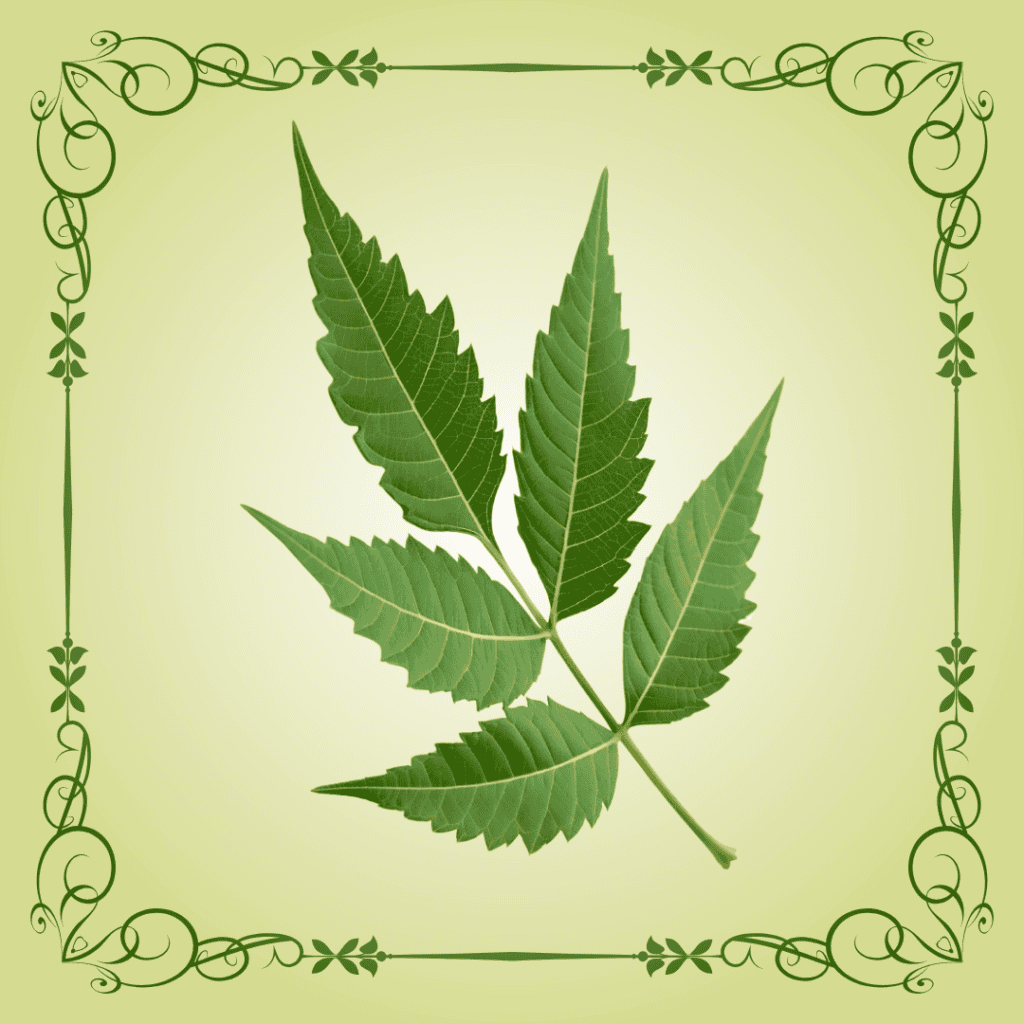 Fresh neem leaves traditionally used in yogic cleansing to support internal balance, digestion, and energetic clarity