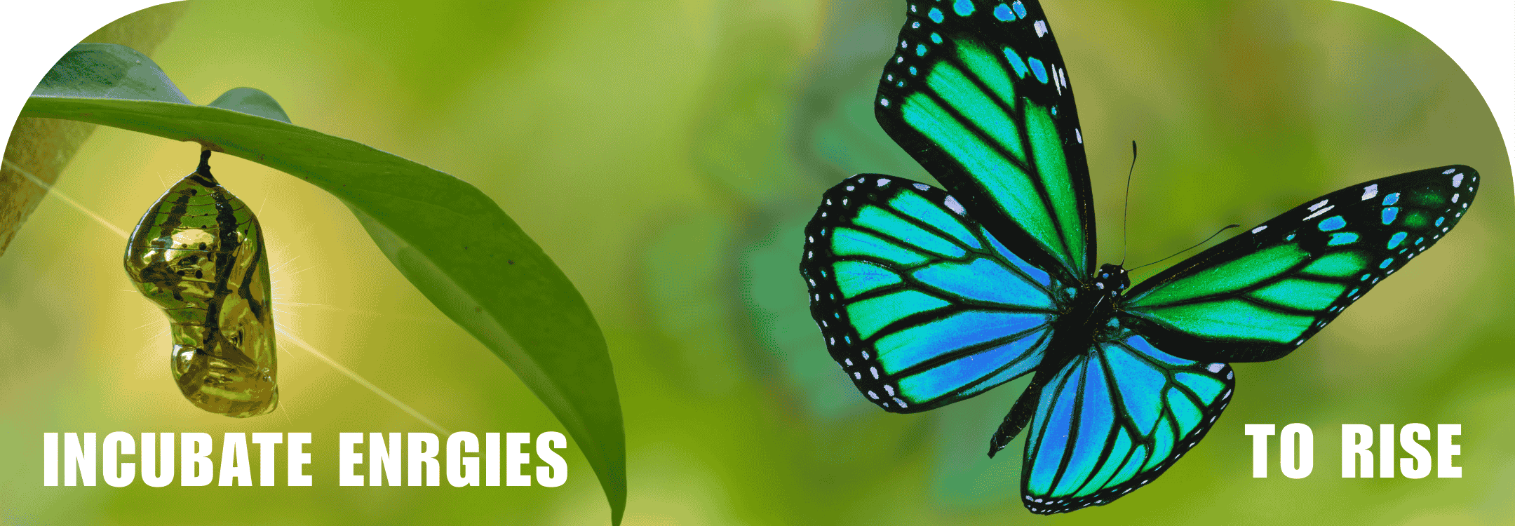 Butterfly emerging from a cocoon on a green leaf, symbolizing incubating inner energies and rising through natural transformation